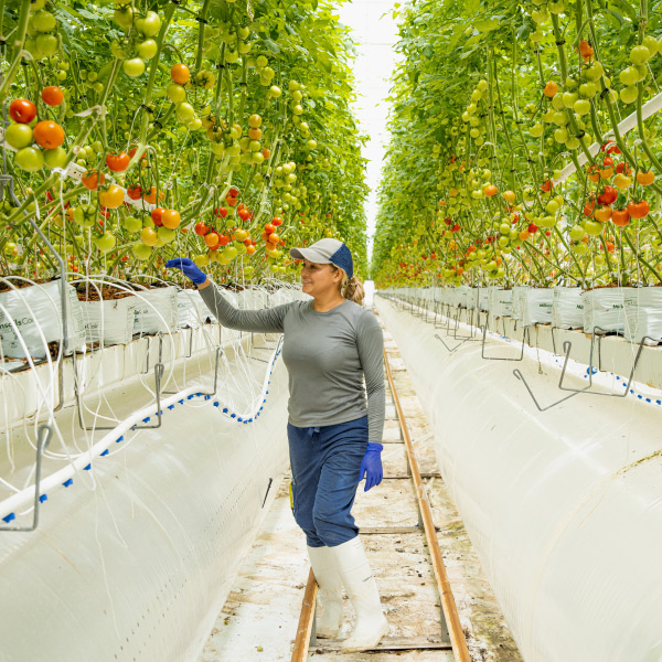 employee picking tomatoes