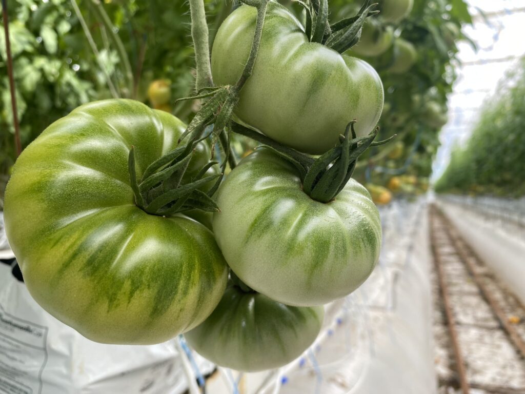 Heirloom tomatoes in a greenhouse