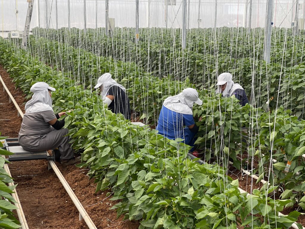 Farmworkers maintaining crops in organic field