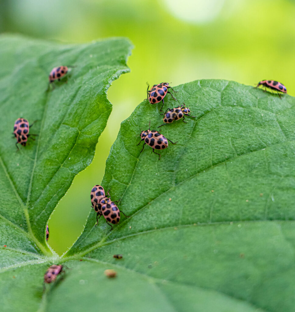 lady bugs on cucumber leaf