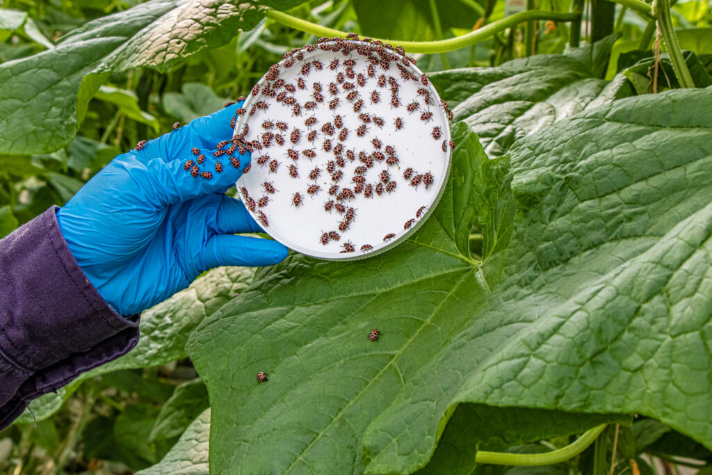 farmer holding lid with many lady bugs over cucumber leaf