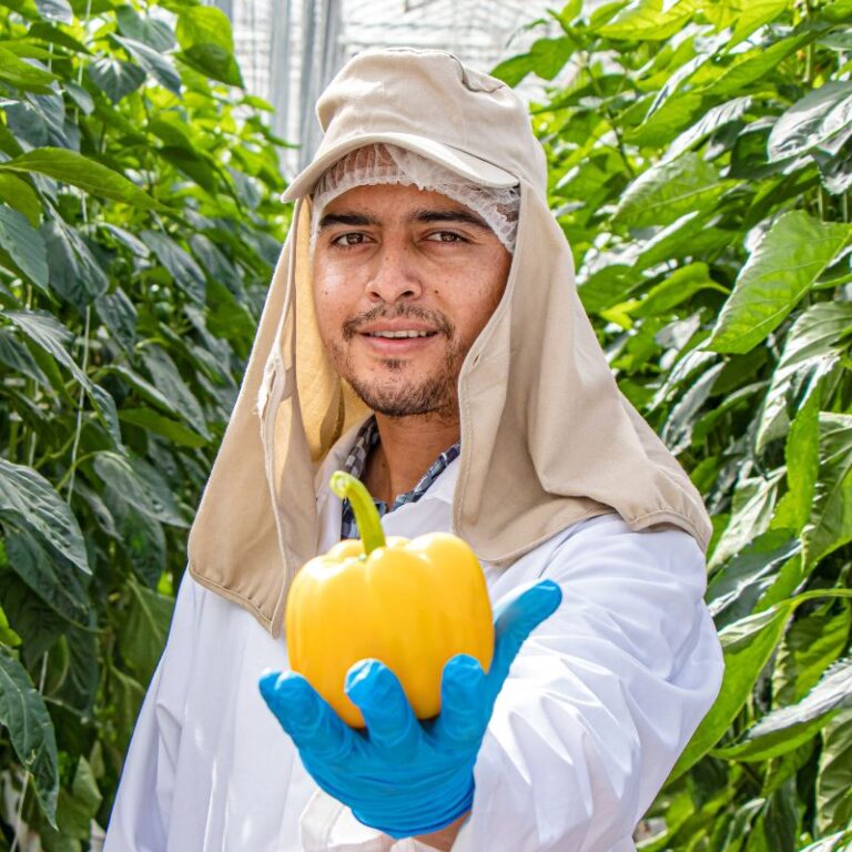 farmworker holding yellow bell pepper