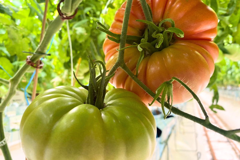 heirloom tomatoes in greenhouse