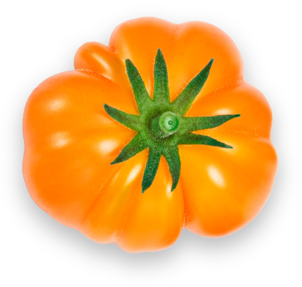 orange heirloom tomato