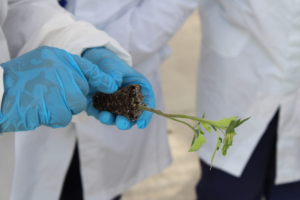 holding a root