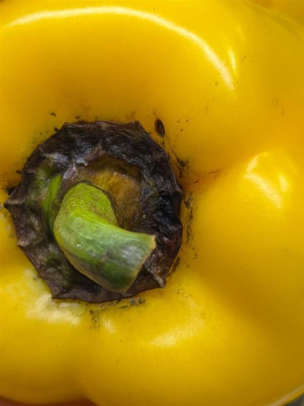 yellow bell pepper with thrips