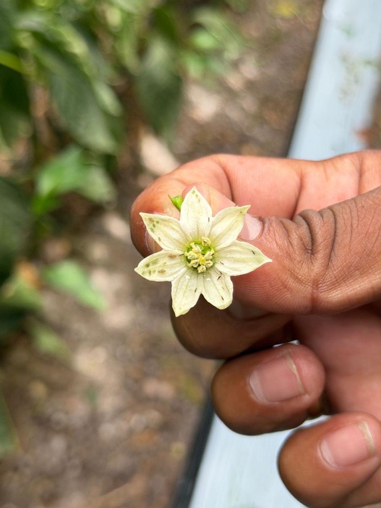pepper flower with thrips
