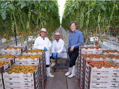 farmers in a tomato greenhouse