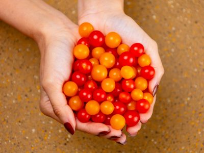 Hands holding tiny tomatoes